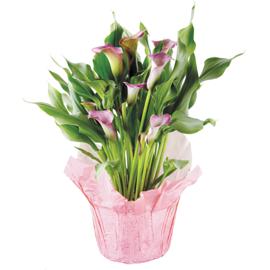 Calla Lily Pot