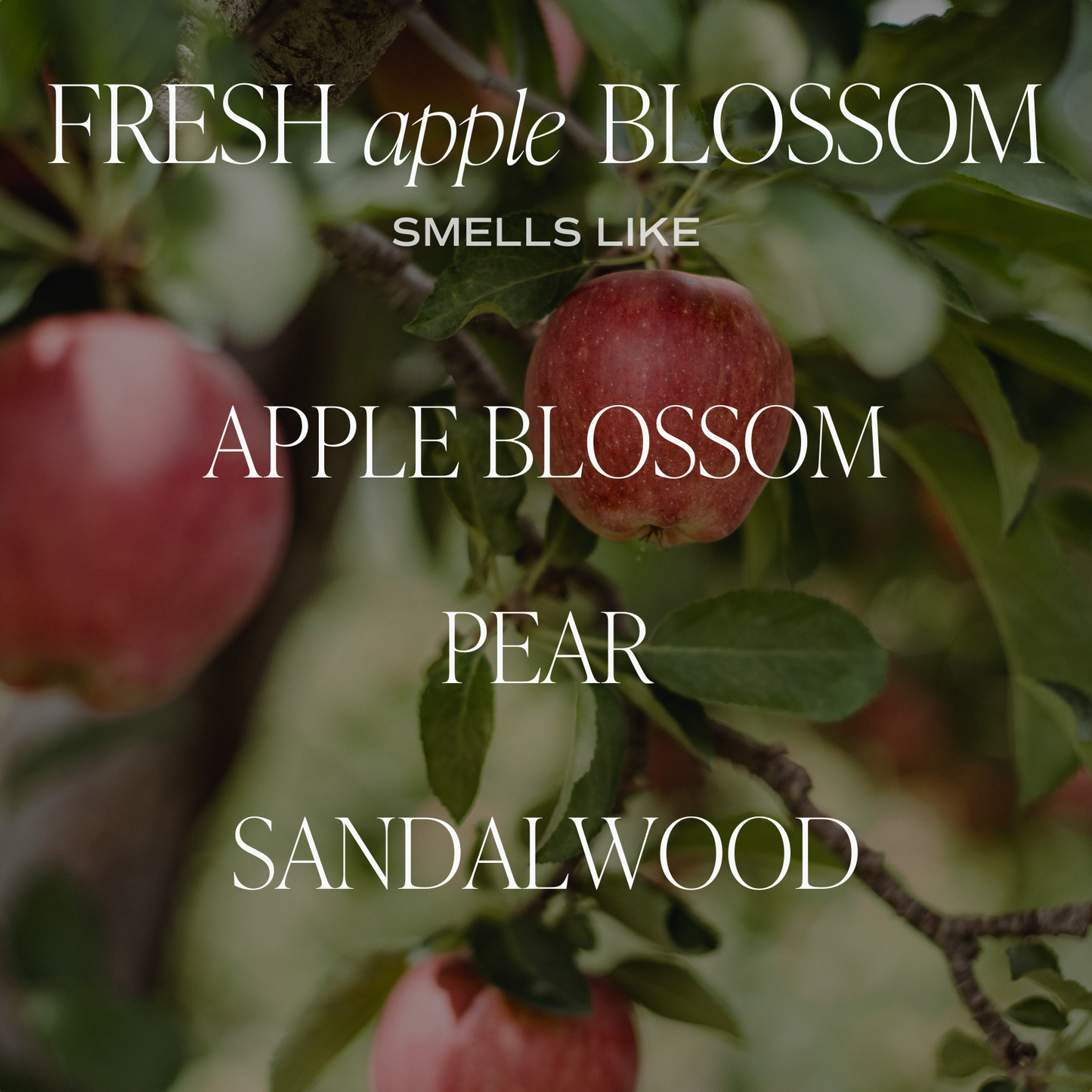 Fresh Apple Blossom Clear Reed Diffuser - Home Decor & Gifts