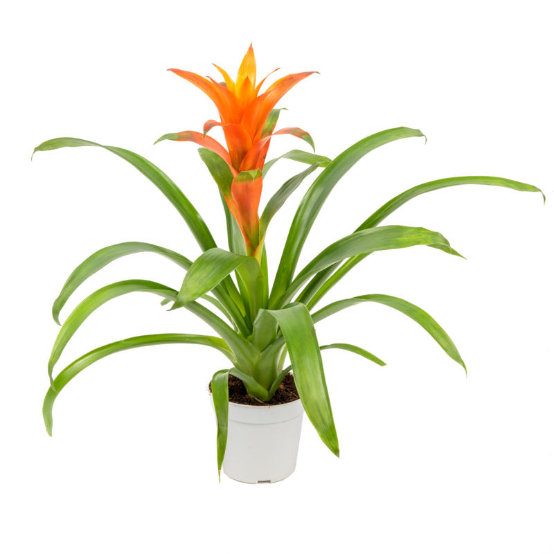 Bromeliad Guzmania