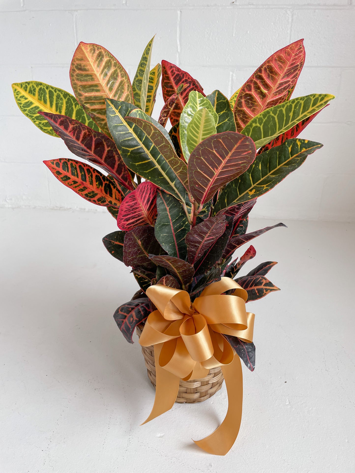 Croton Petra