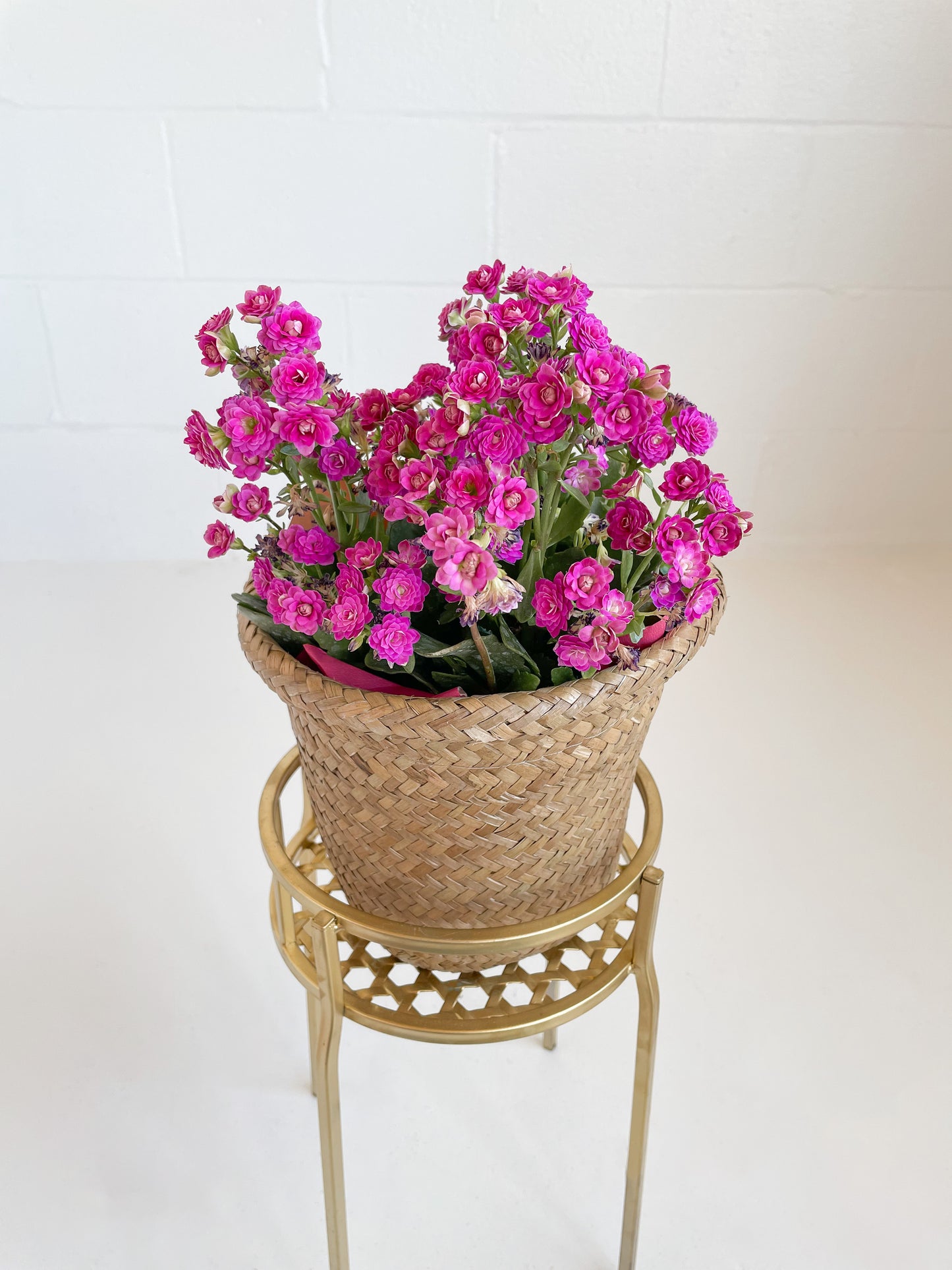 Calandiva in Seasonal Pot