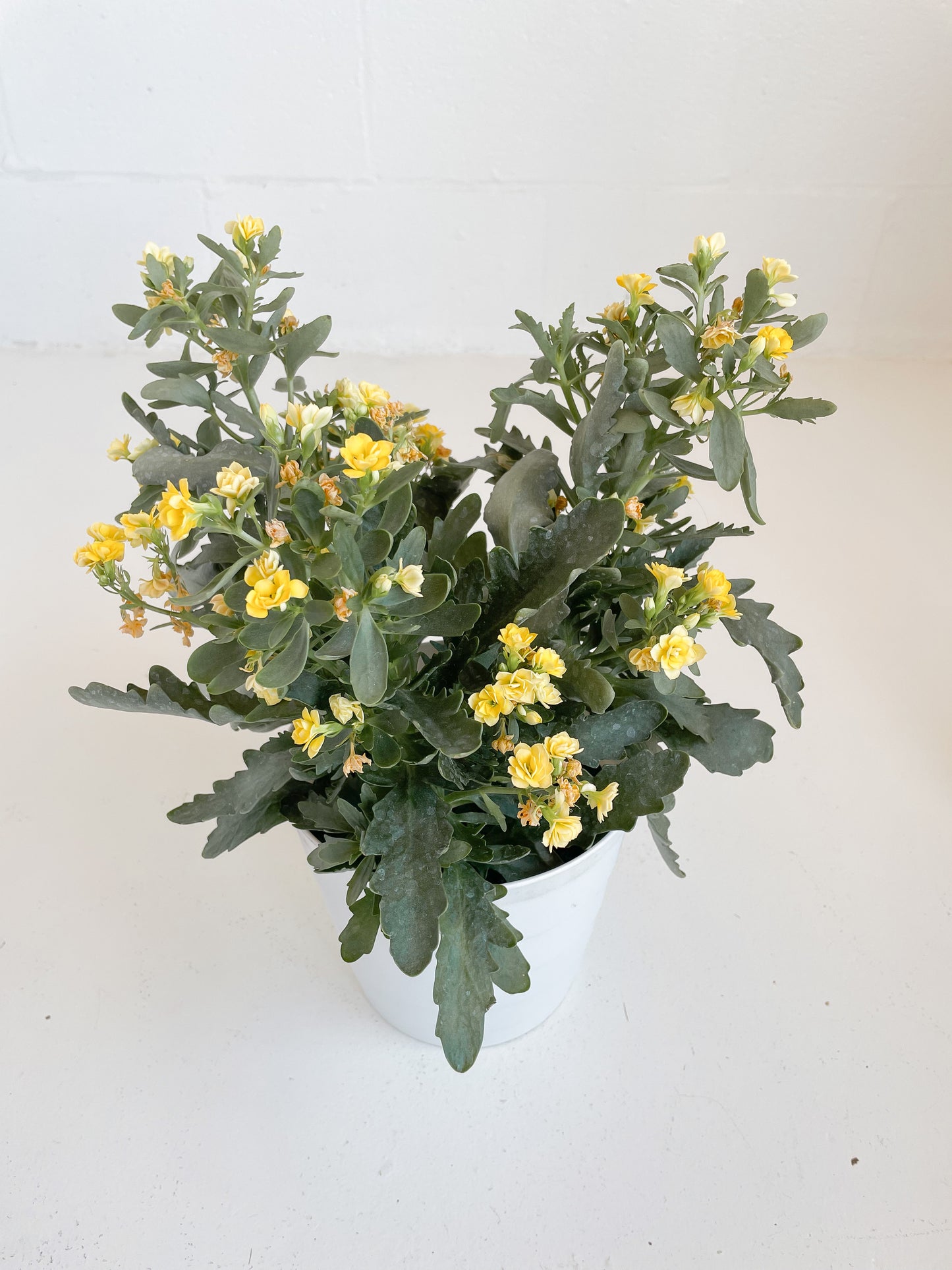 Calandiva in Seasonal Pot
