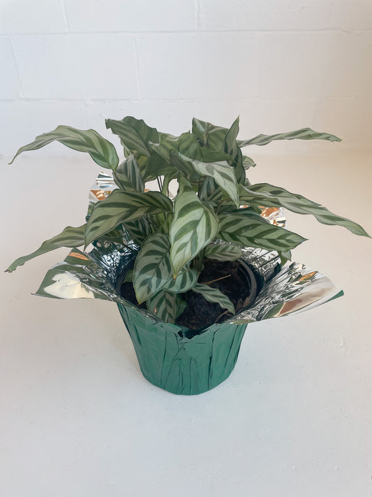 Jumbo Calathea