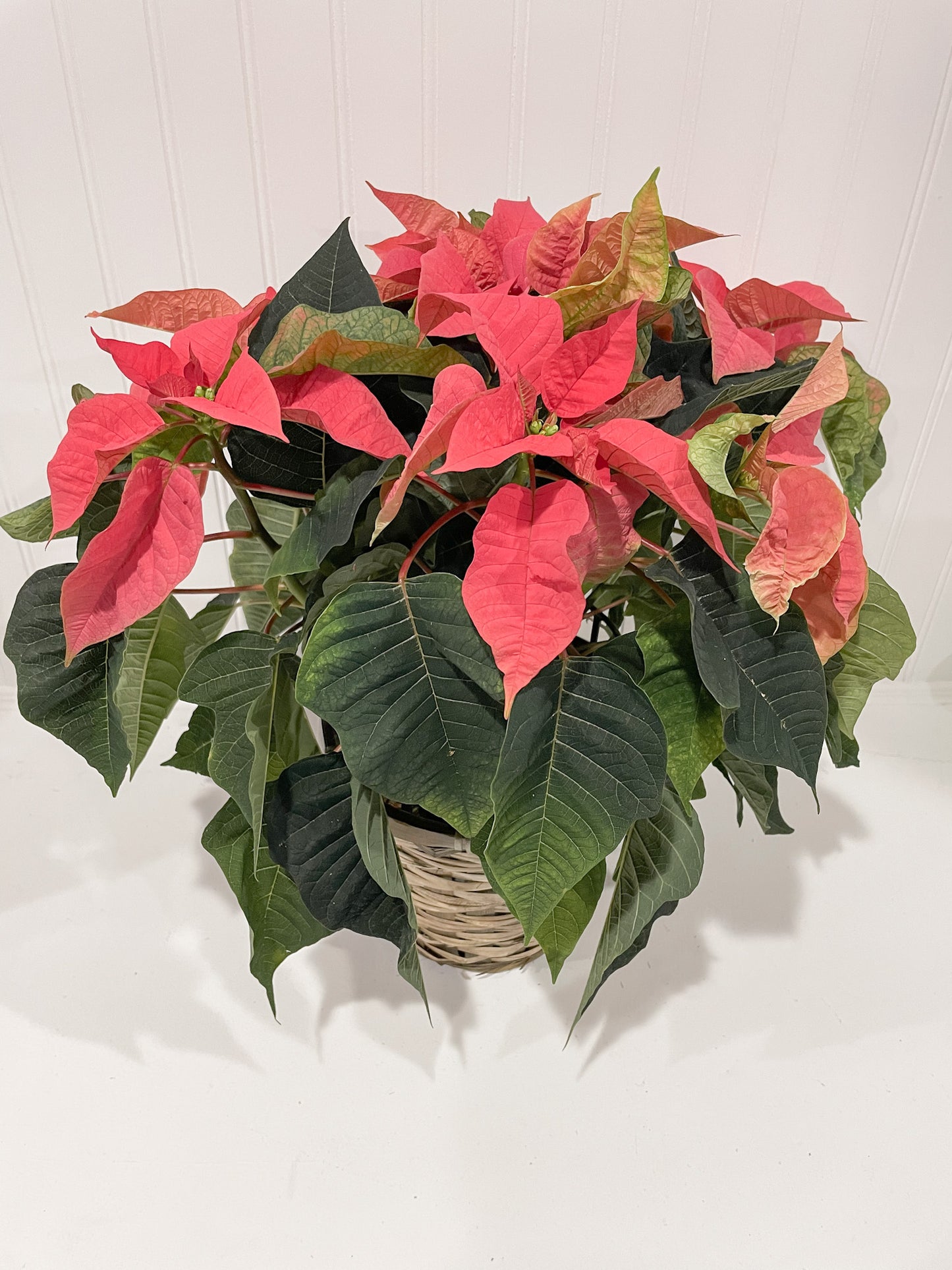 Poinsettia