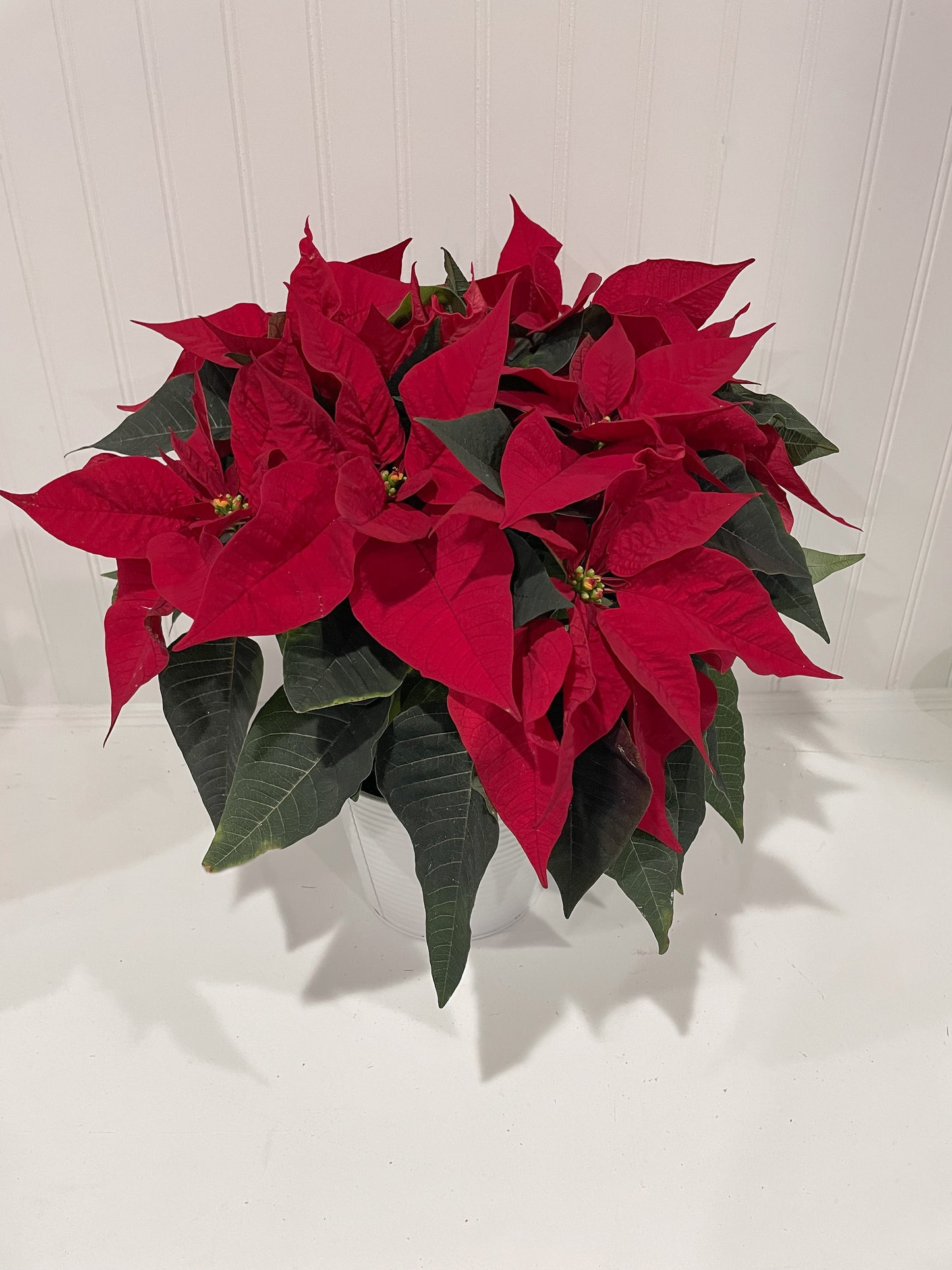 Poinsettia