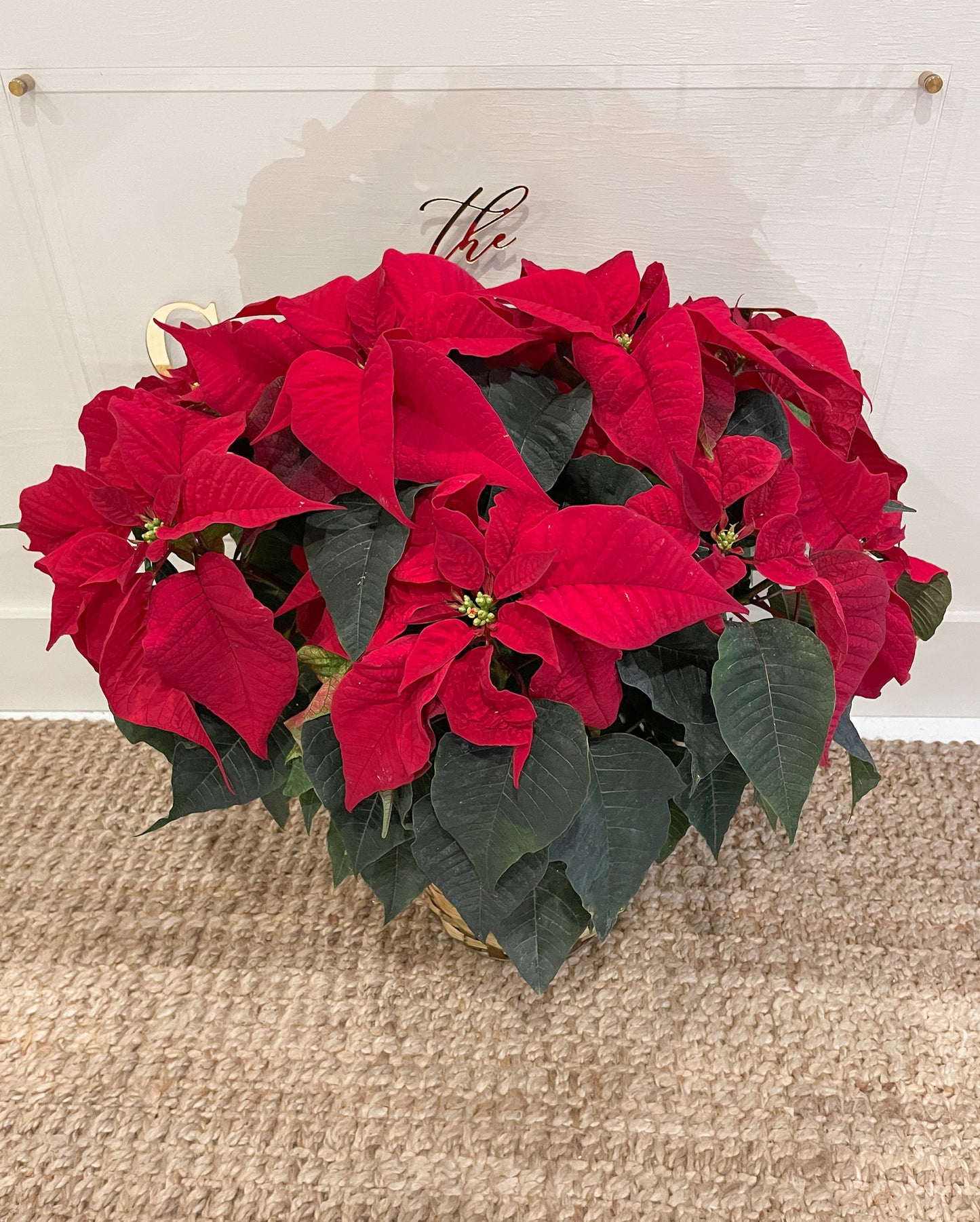 Poinsettia