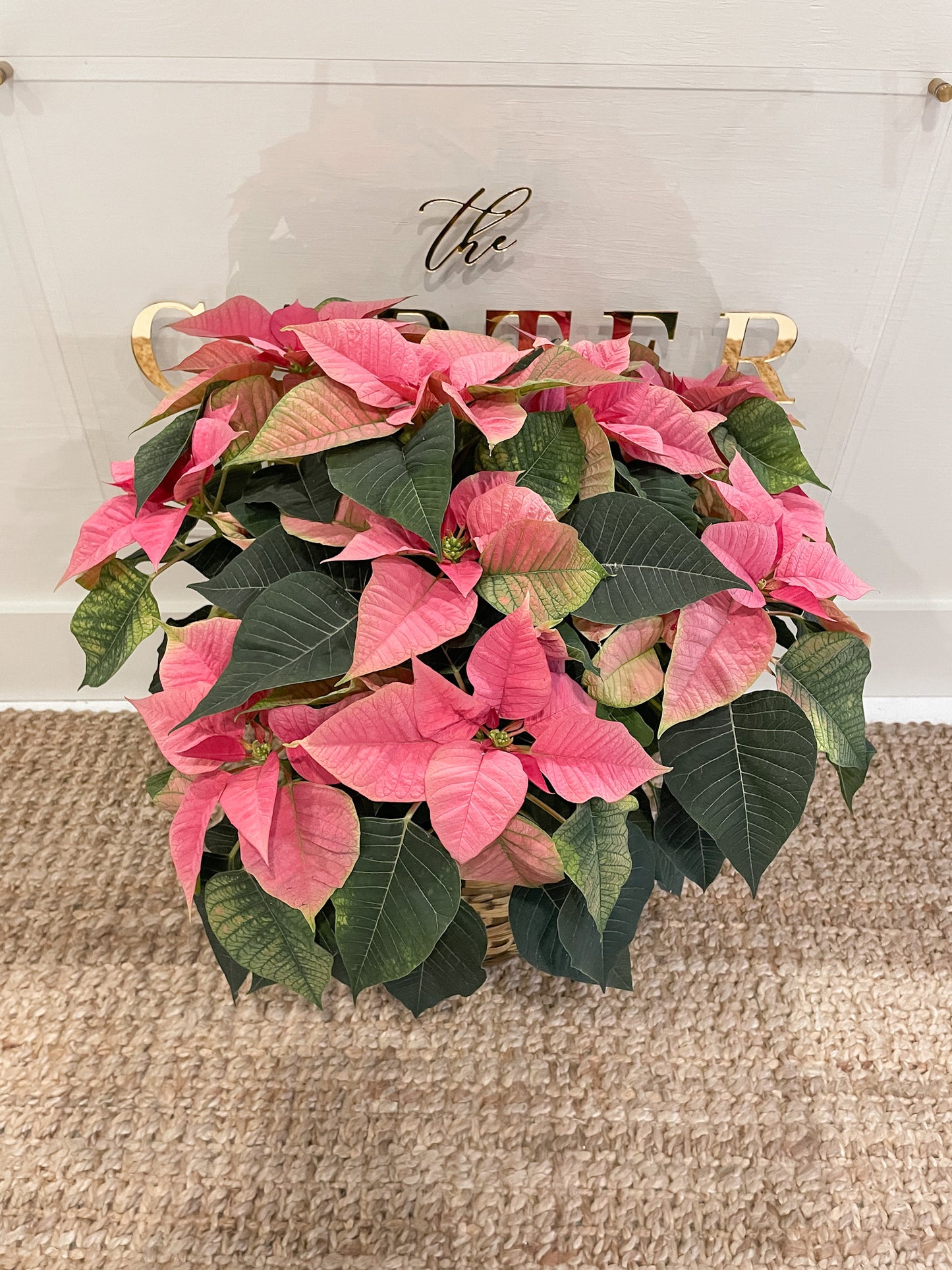 Poinsettia