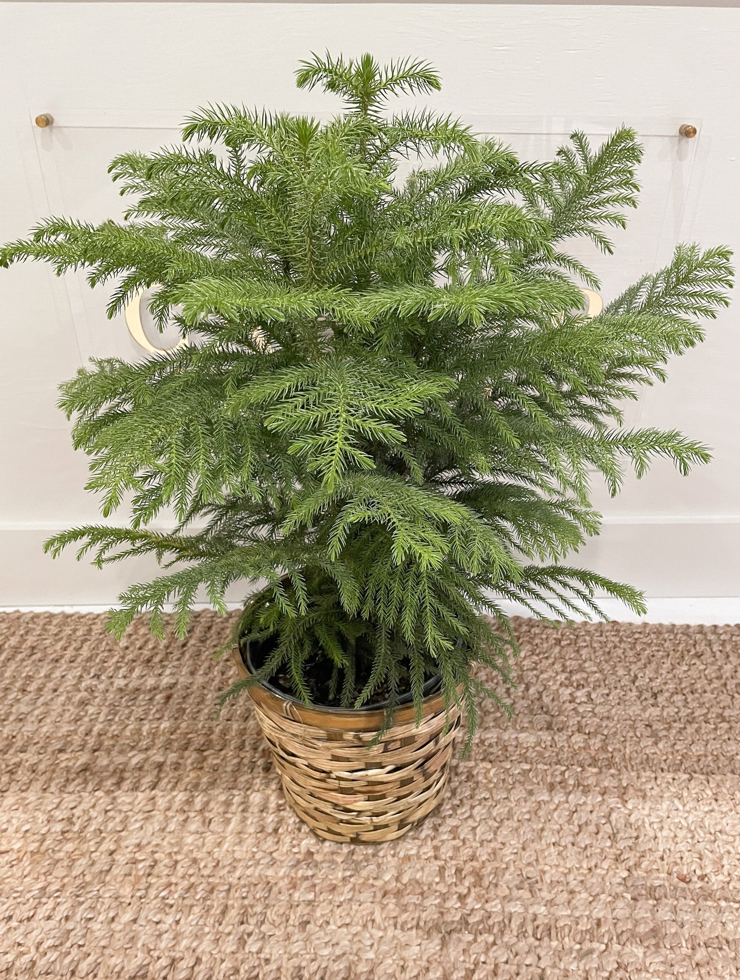 Norfolk Island Pine