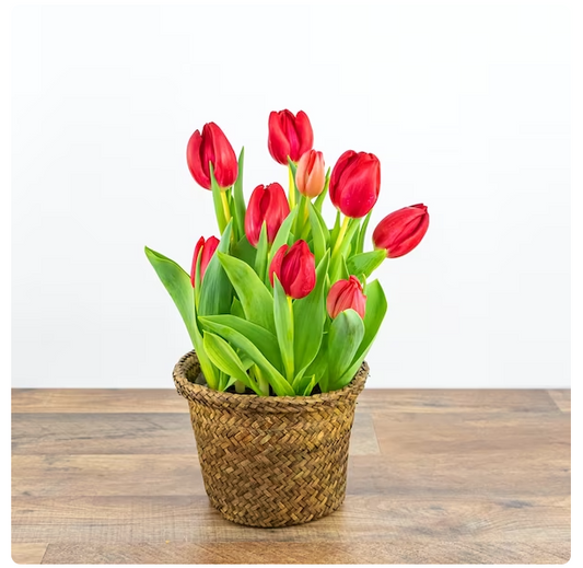 Tulips