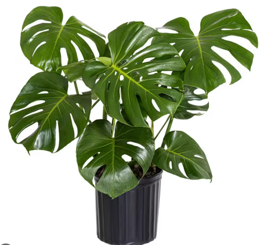 Monstera Deliciosa