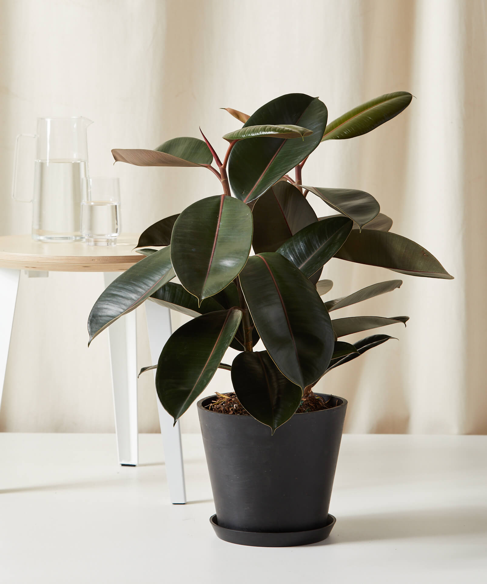 mini rubber tree Rubber Tree – The Carter Collective
