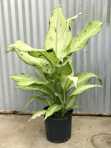 Dumb Cane