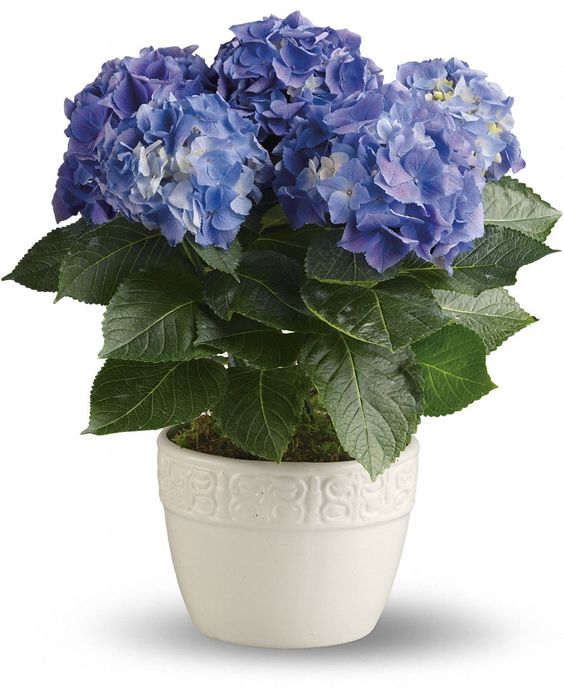 Hydrangea