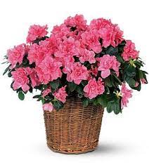 Azalea