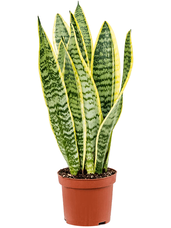 Snake Plant