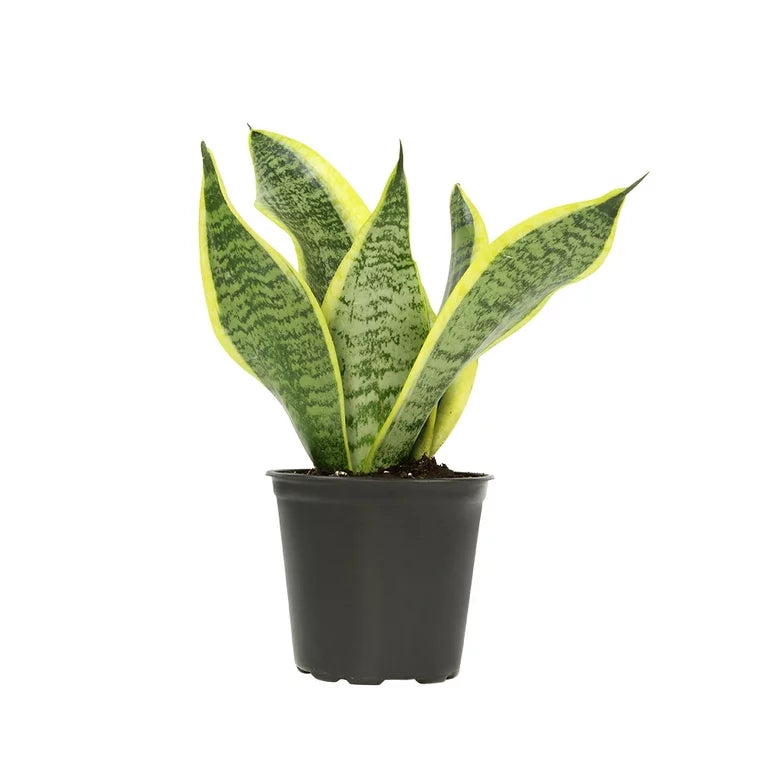 Snake Plant