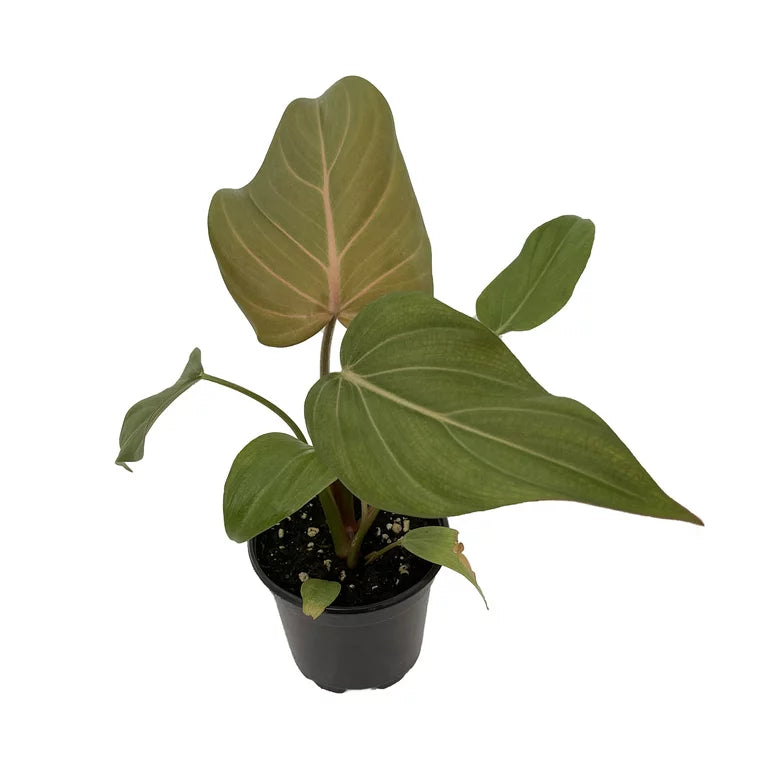 planting fig tree Fig Tree Pooler Plant Pick-Up Station