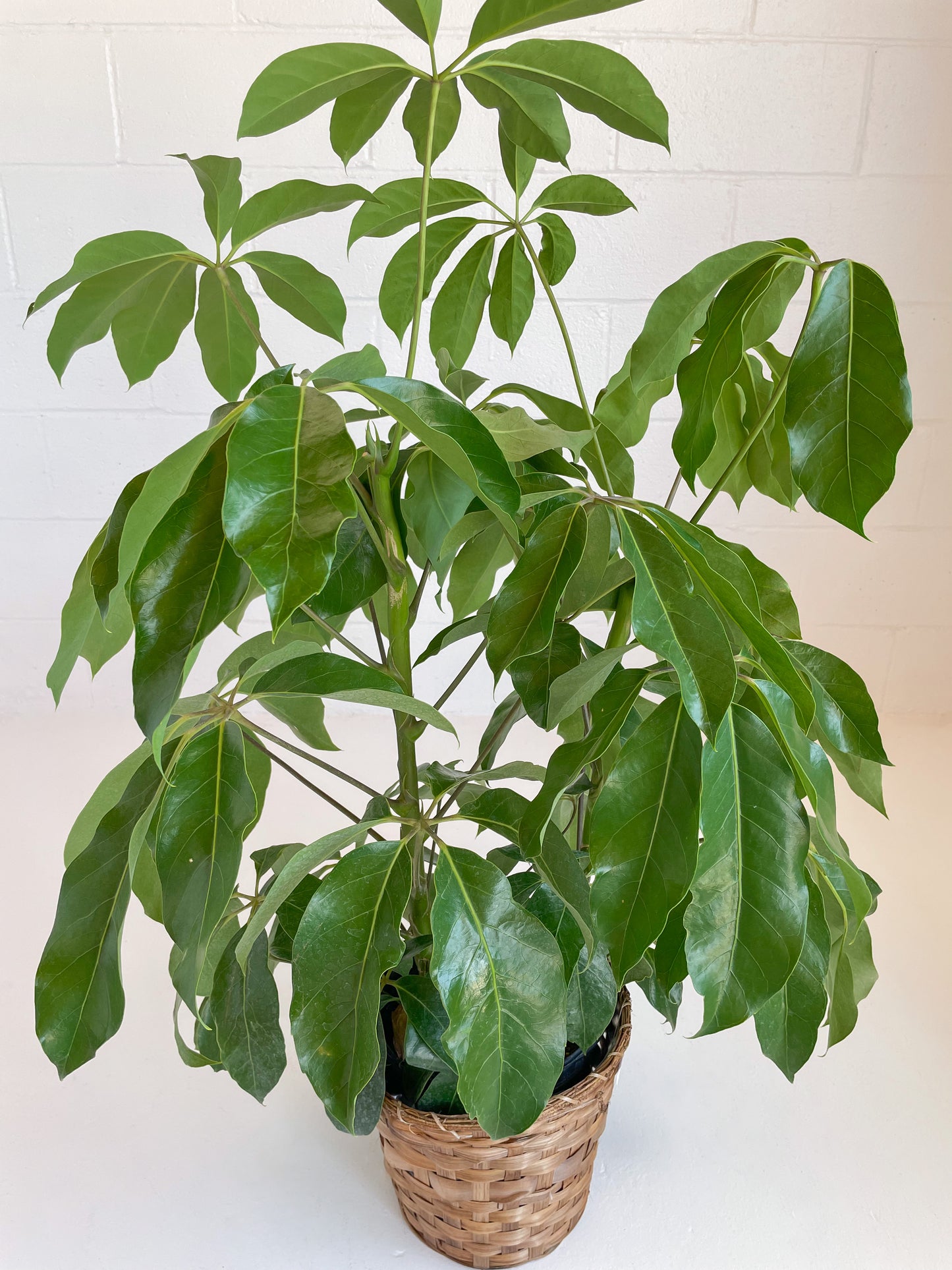 Australian Umbrella Tree