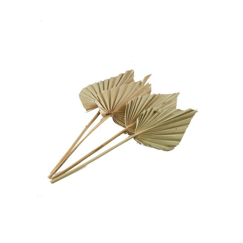 Dried Spear Fan