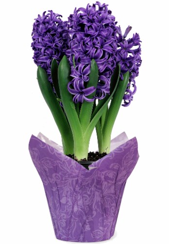 Hyacinth