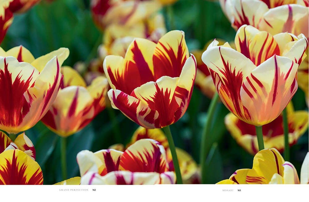 Gibbs Smith - Tulips: Beautiful Varieties for Home and Garden