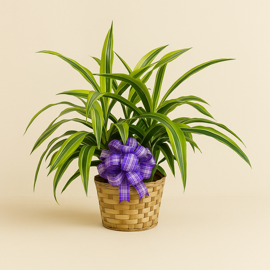 Lemon Lime Draceana