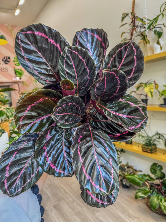 "Dottie" Calathea Roseopicta