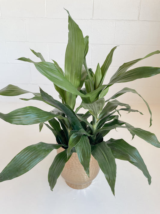 Dracaena