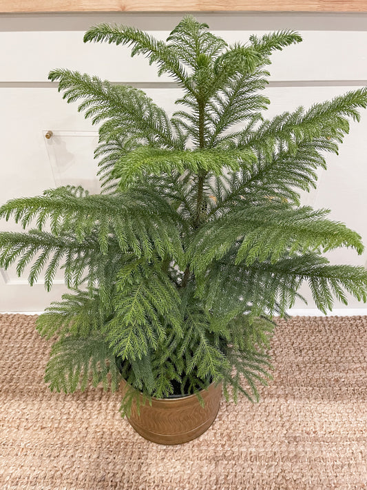 Norfolk Island Pine