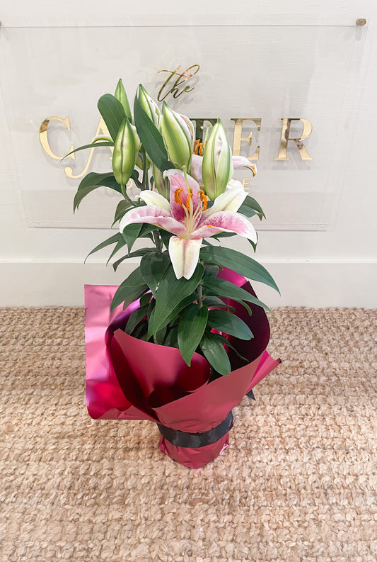 Lily Stargazer