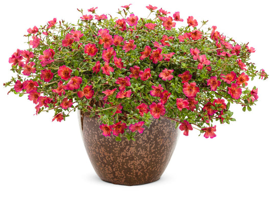 Petunia