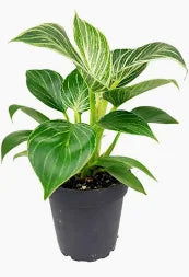 Philodendron Brasil