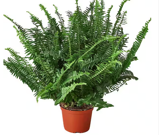 Fern Jester