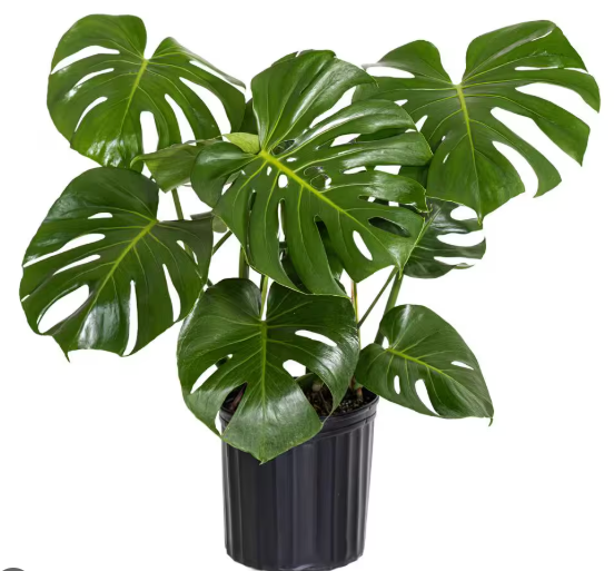 The Carter Collective Monstera Deliciosa