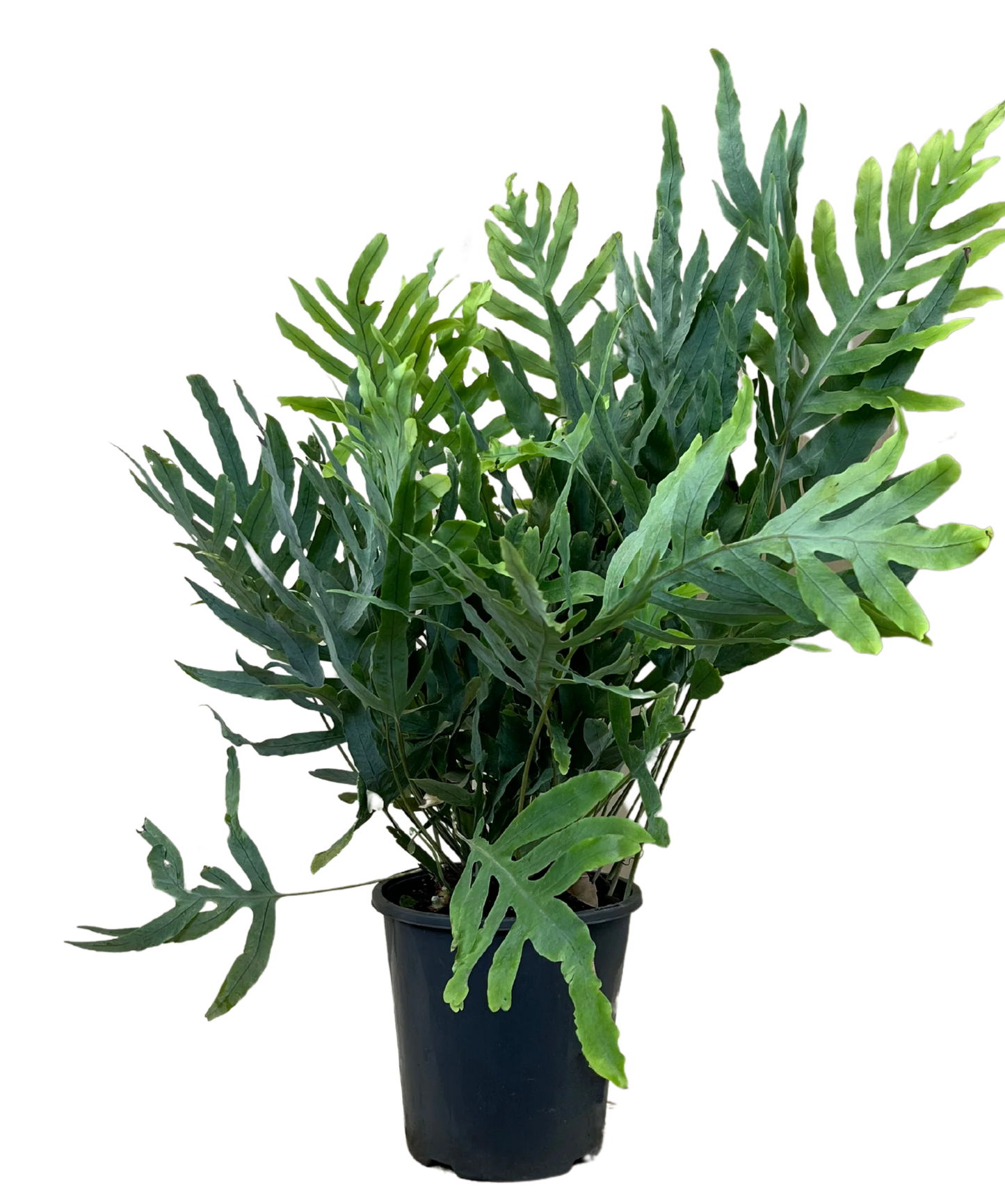 Fern Blue Star
