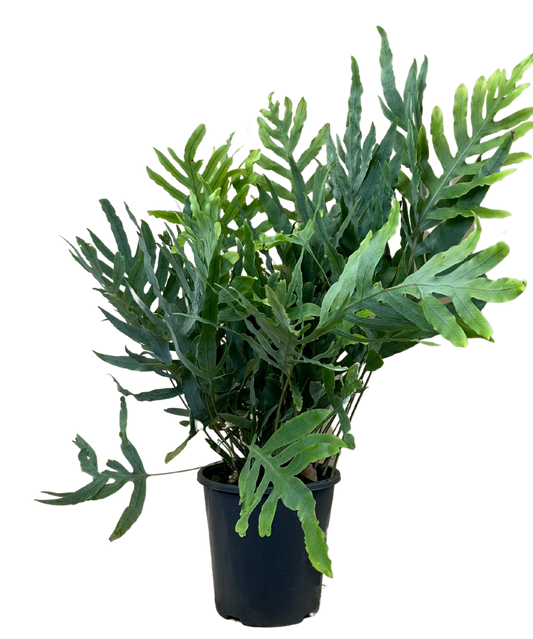 Fern Blue Star