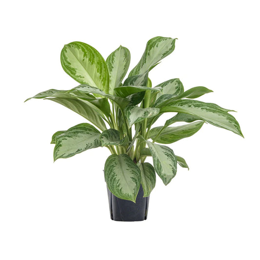 Chinese Evergreen Silver Bay