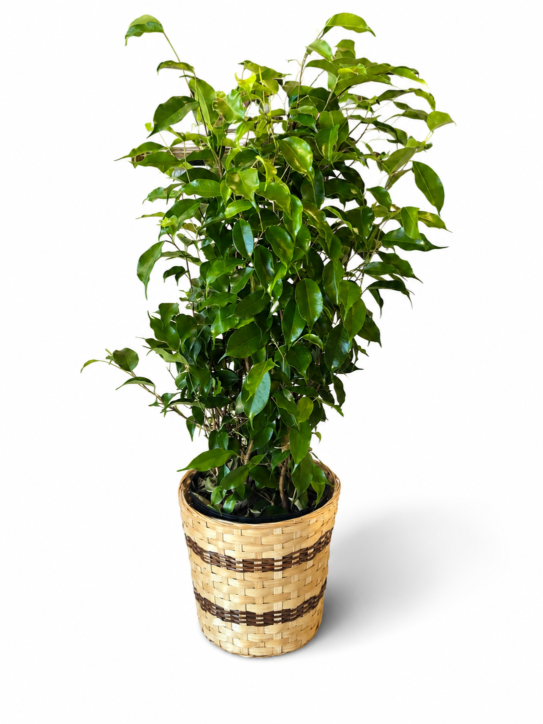 Benjamin Bush (Ficus)