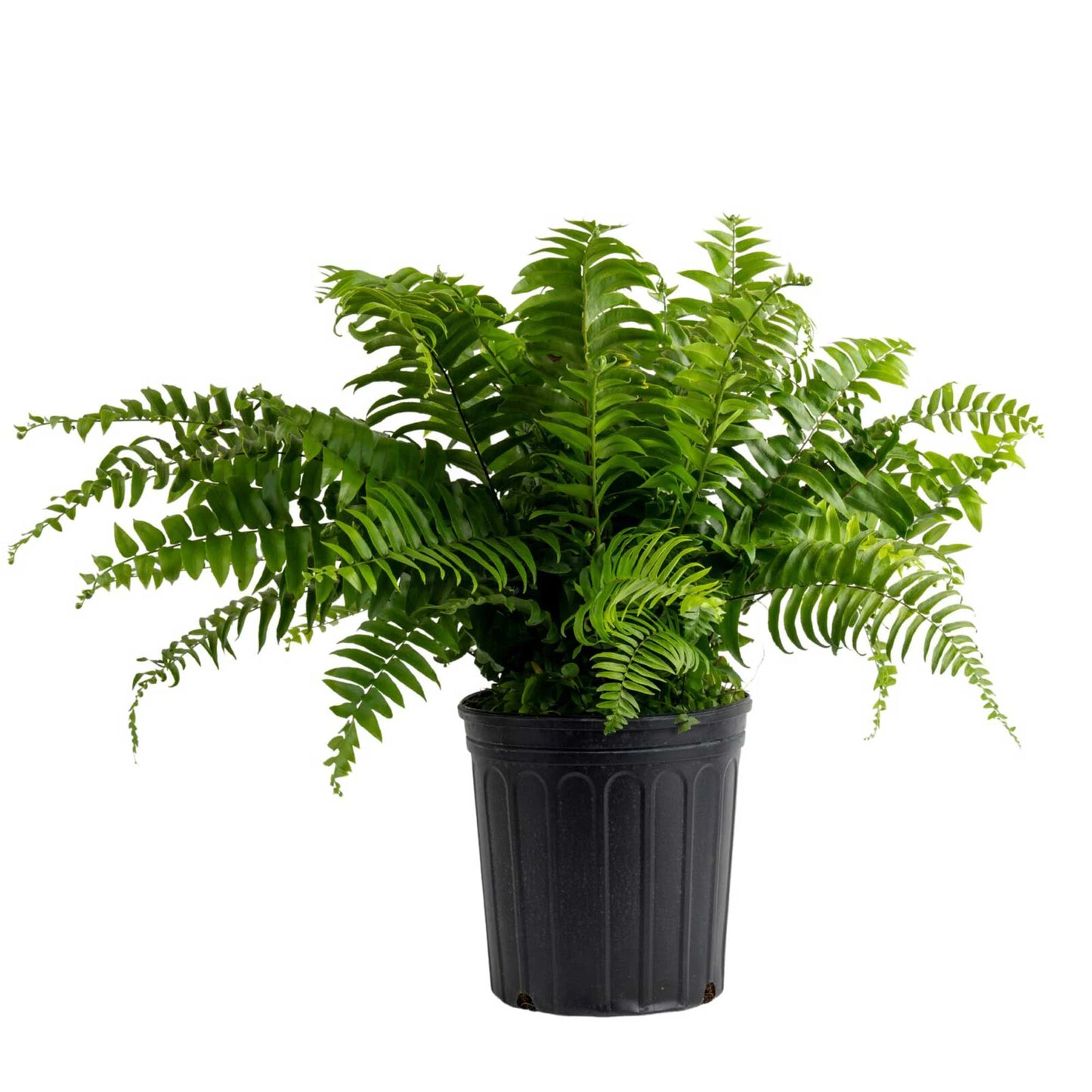 Fern Macho