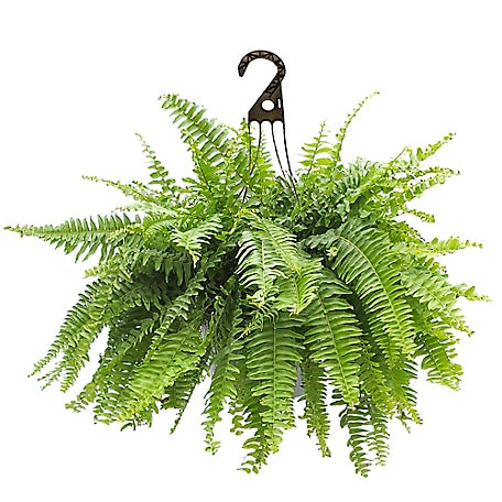 Boston Fern