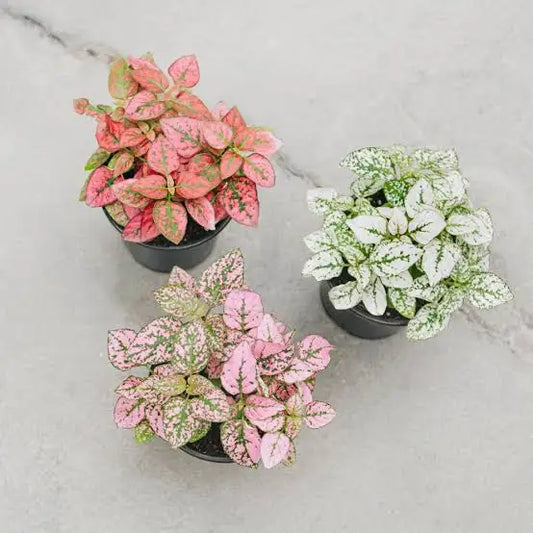 Polka-Dot Plant