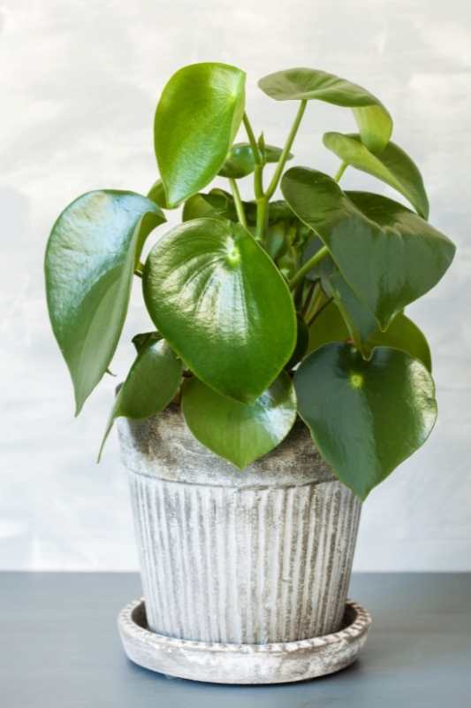 Peperomia