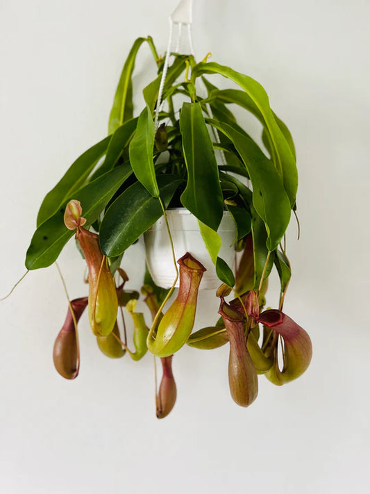 Pitcher Plant