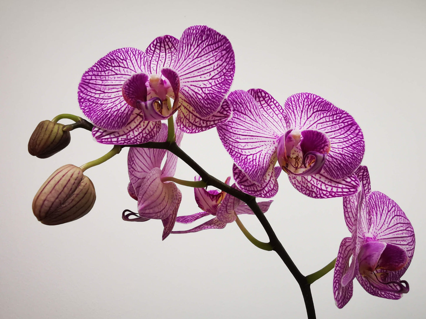 Orchids