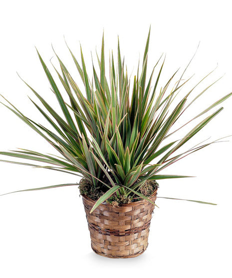Marginata