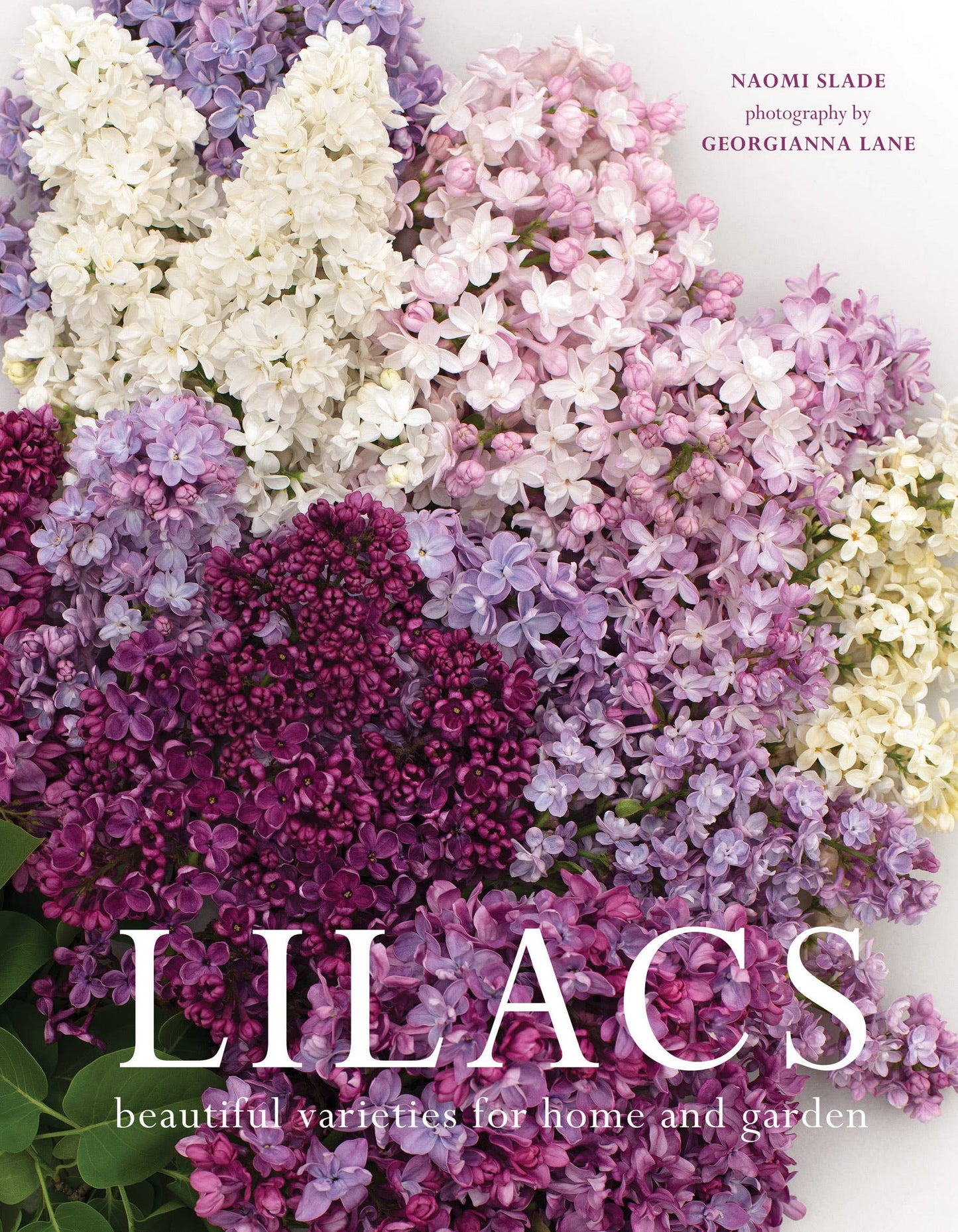 Gibbs Smith - Lilacs